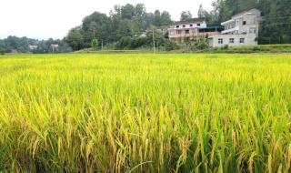 水稻一般亩产多少斤
